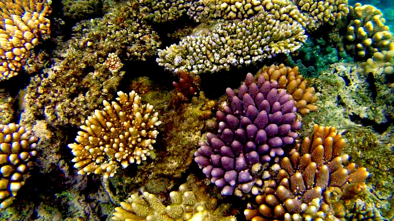 Snorkeling the Milln Reef, Great Barrier Reef, Australia-- WARNING lots ...