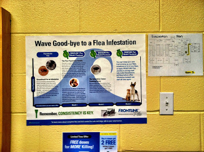 flea life cycle cinder block poster yellow