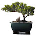 Πως να φτιάξεις ένα bonsai σε 12 βήματα