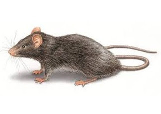 Đặc điểm của loài chuột mái nhà