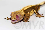 Lemon Party - AC Reptiles C2 lines 99% pinstripe adult male crested gecko from moonvalleyreptiles.com