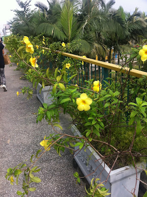 Allamanda cathartica