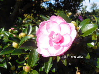 山茶花 ｓａｚａｎｋａ Sasanqua 椿 山茶花