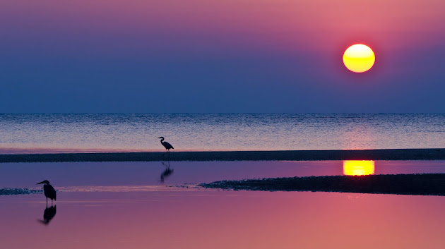 >>> Atardeceres... Puestas de SOL <<< - Página 4 Evening-crimson-bright-sunset-sun-blue-sky-sea-water-reflection-bird-heron_2560x1920_sc