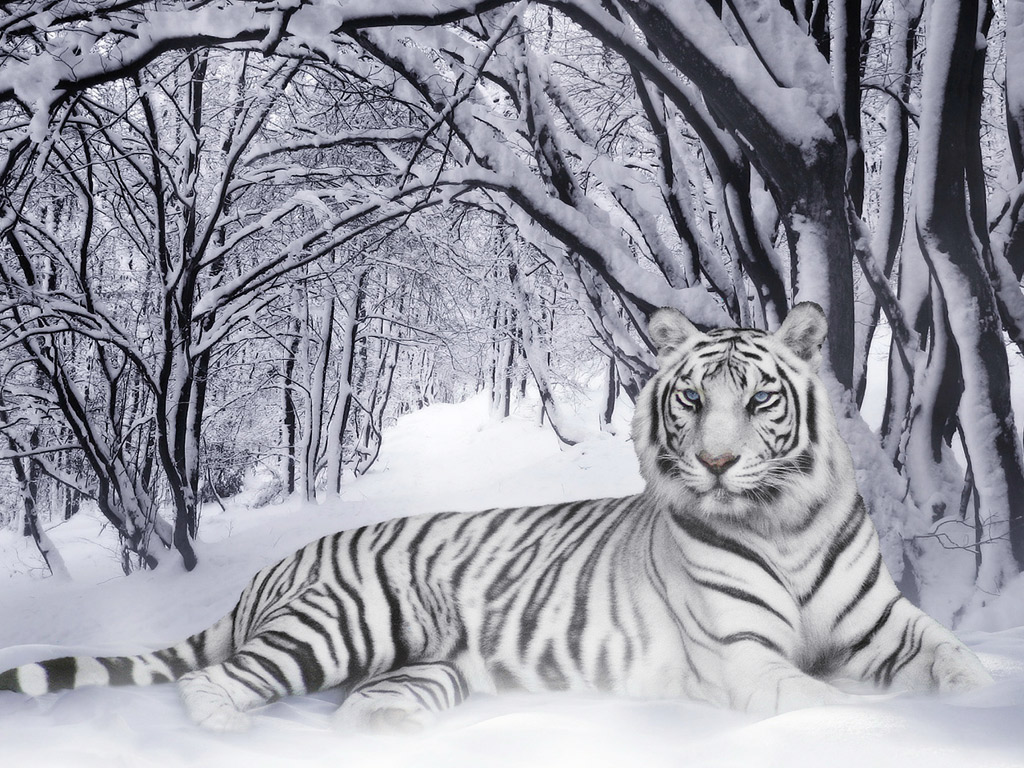 Celebrity Trends Of 2011 Tijgers Achtergronden Tijger Wallpapers