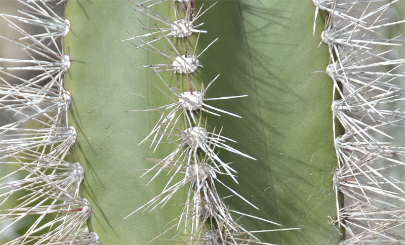 Un cactus à identifier Image_3_cactus