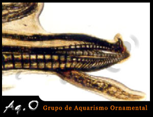 Gonopódio Gonopódio