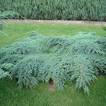 Juniperus squamata blue carpet