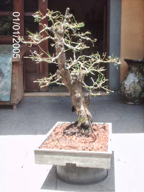 Prunus Serrulata Mume-Umê  II... PICT2498