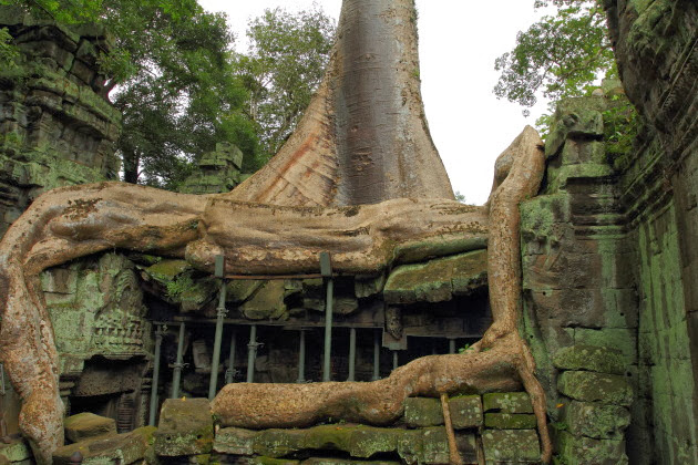 Ta Prohm taken over by giant Banyan roots