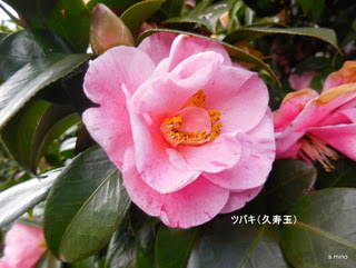 椿 Tsubaki Camellia 椿 山茶花