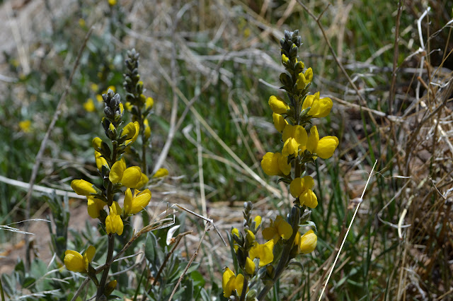 yellow flowers with the shape of a pea flower