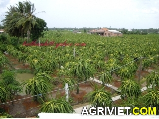 Agriviet.Com-Copy_of_giong.jpg Agriviet.Com-Copy_of_giong.jpg