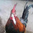 Kerrts avatar image