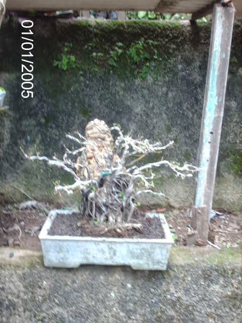 Ficus Microcarpa Começando... PICT2508