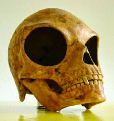 Ancient Sealand Skull Photos Released
