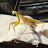 Darryl Schaefer avatar image