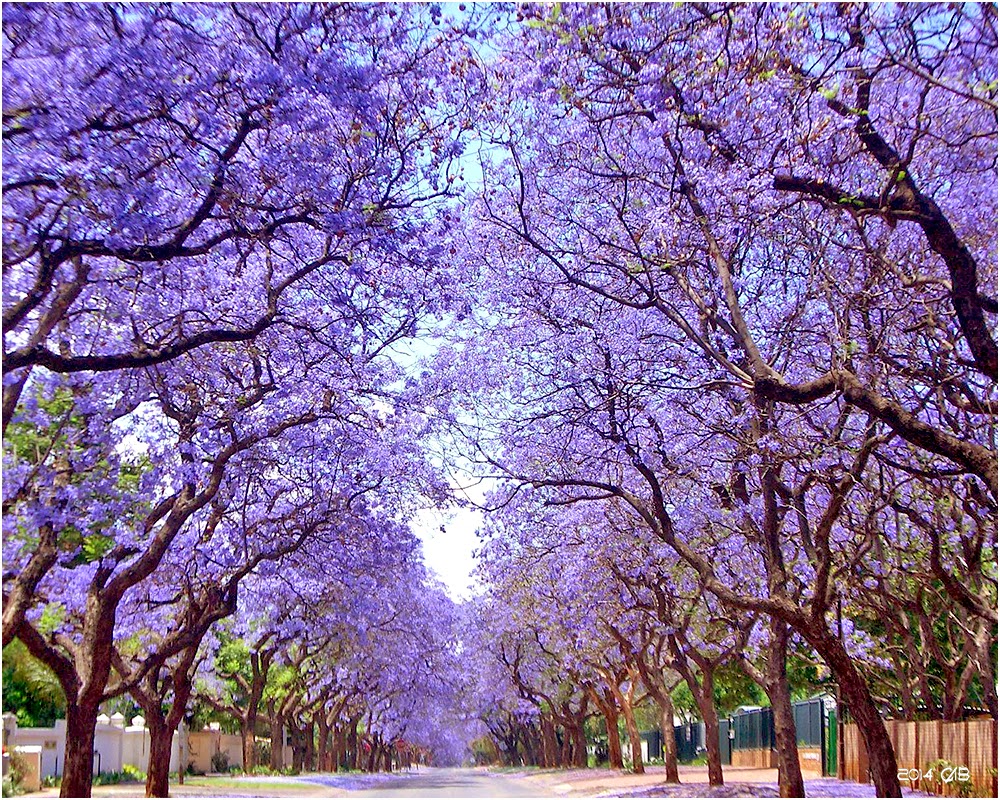 https://lh4.googleusercontent.com/-M3V45FCU2qE/U58BkXnLcsI/AAAAAAAAG1s/PMCL6U4o-d0/s1600/Jacaranda-arbre-fleurs-bleues-1000x800C.jpg