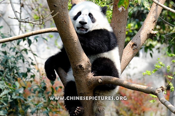 Chinese Panda Photo 3