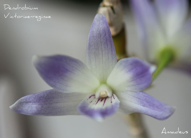 Dendrobium victoriae-reginae  IMG_9740