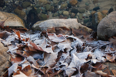 frosted leaves