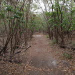 Track to Severs Beach (107890)