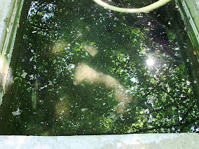 Blätterdach und Sonnenspritzer spiegeln sich Blätterdach und Sonnenspritzer spiegeln sich