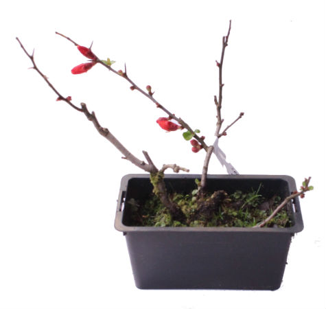 Bonsai Chaenomeles Japónica Sargentii 4 anos