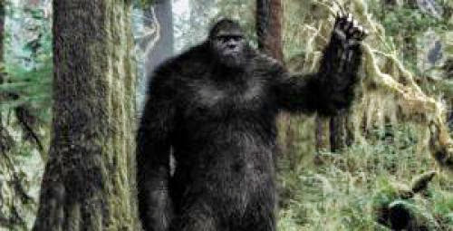 Cryptozoology Does Bigfoot Exist What Dna History And Photos Tell Us About The Sasquatch