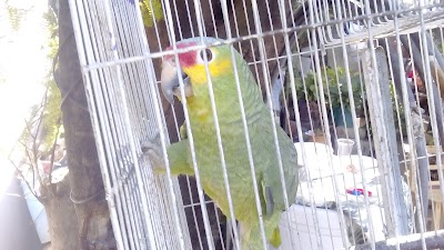 Photos of Col. zocalo of Independence, Tepeojuma