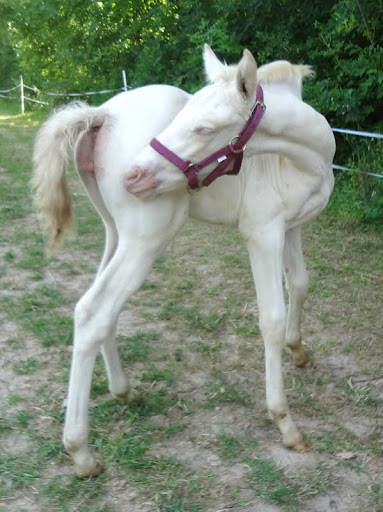 2013 - Darwi Odrade el Shaazar (Quarfi X Gouach de Beaubeck) - Arabe-Barbe Darwi%252014juil2013%2520%25281%2529