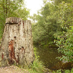 Large tree stump at Board House Dam near Watagans Forest Rd in the Watagans (322760)