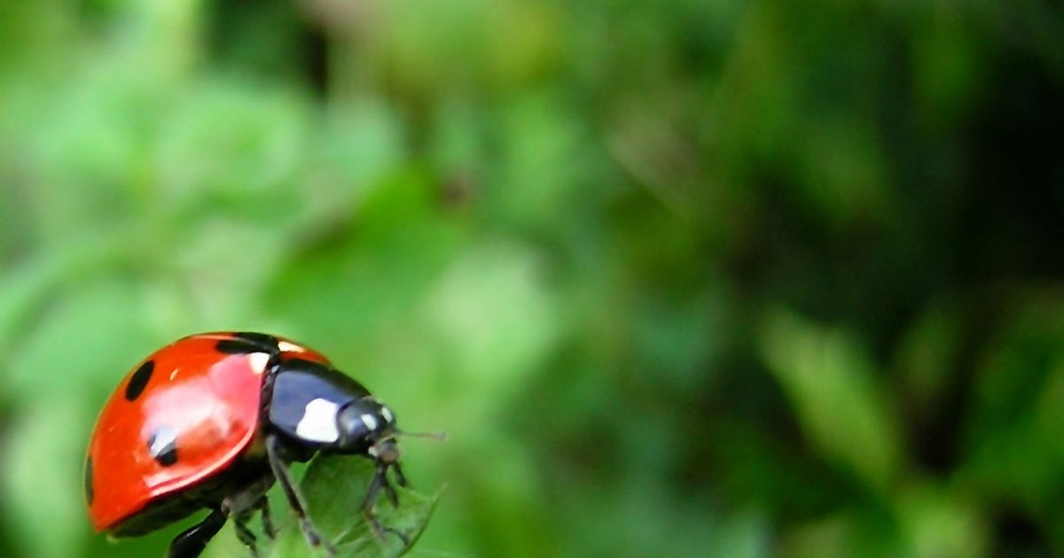 cuddly ladybird