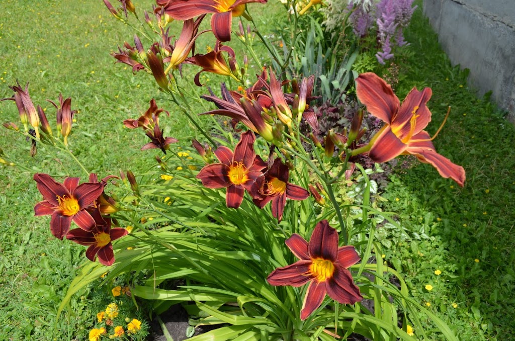 Дача и июне 