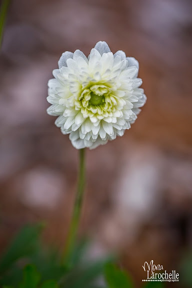 Anemone sylvestris Elise Feldman Anemone_elise_feldman_140604-21rm