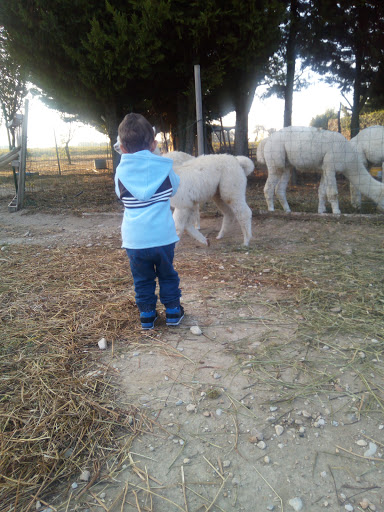 Les Alpagas de Bourbouton