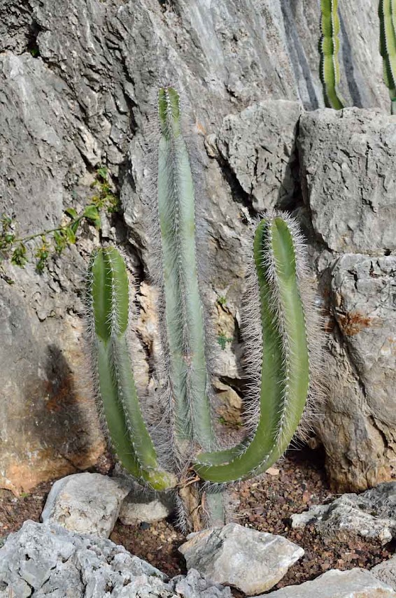 Un cactus à identifier Image_1_cactus