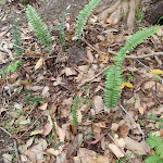 Ferns beside the track (108091)