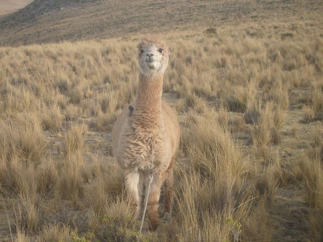 Lunes, 22 de octubre de 2012. Valle del Colca - Luna de Miel en Perú (6)