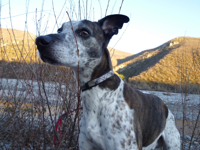 PRINCE - x pointer/whippet 12 ans - Refuge de Digne (04) PRINCE%252015%2520JANVIER%25202012%25209