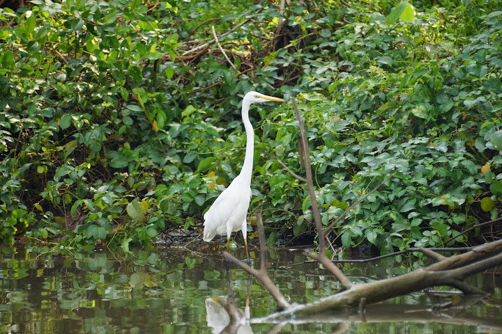 Шри-Ланка: на машине 1 100 км,  фото без комментариев, март-апрель 2013г.