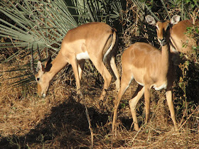 Wildlife Photos of Impala (Chitabe Main Camp, Botswana)