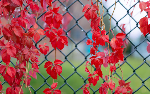 Red Leaves after Rain
