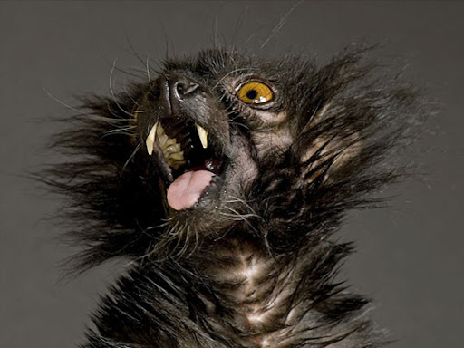 coluna zero, fotografia, photo, foto, national geographic, rare, joel sartore, extinction