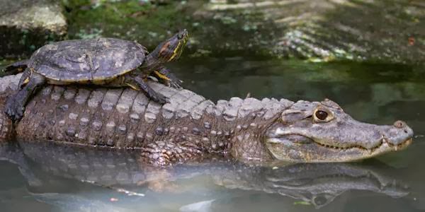 A turtle lies on top of an alligators back at the Summit Zoo in Panama City August 10, 2012.