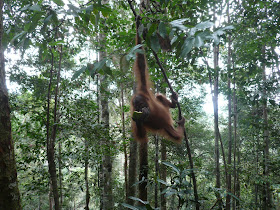 Wildlife Photos of Sumatran Orangutan (Pongo abelii) in Bukit Lawang, Sumatra, Indonesia Wildlife Photos of Sumatran Orangutan (Pongo abelii) in Bukit Lawang, Sumatra, Indonesia
