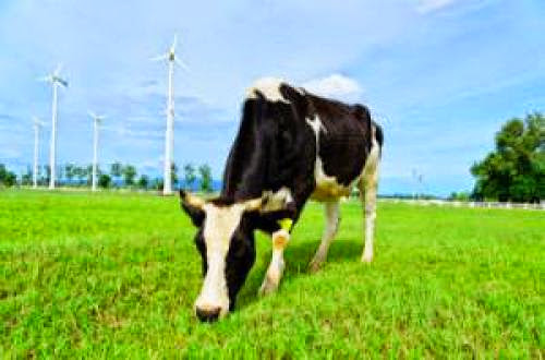 How Farms Across America Are Using Cow Manure For Renewable Energy