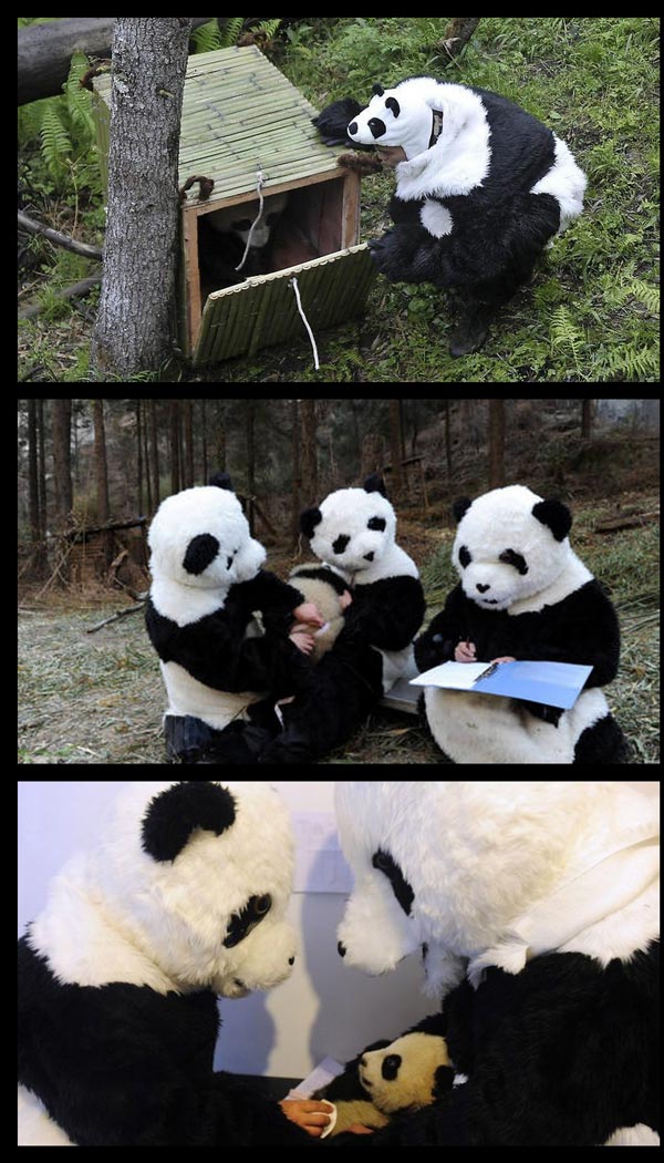 Blog Serius Serius Cute Penjaga Panda  Di China 8 Gambar  
