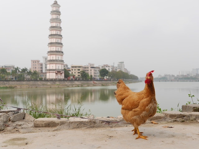 Chicken, Jianjiang River, and Baoguang Tower in Gaozhou