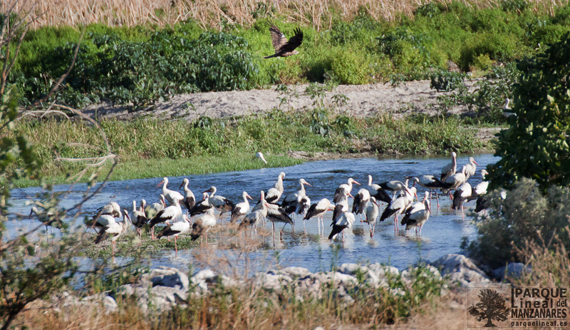 vida natural en el río Manzanares